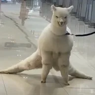 Webbah87 avatar