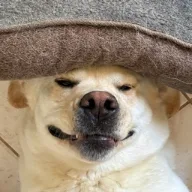 Kalki avatar