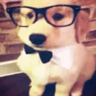 Busybeedog avatar