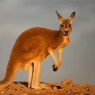 Kangaroo1205 avatar