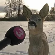UKTUS avatar