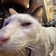 HieuVu unCooked avatar
