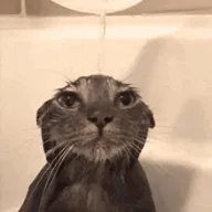 Her Wet Cat avatar
