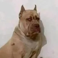 ContexRL avatar