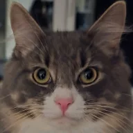 AlfieNerfBoy avatar